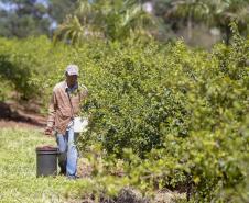 Japurá abraça a acerola e faz da fruta fonte de emprego, renda no campo e desenvolvimento