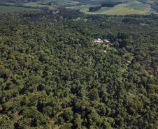 Paraná é o segundo maior produtor florestal do País, segundo IBGE