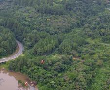 Paraná é o segundo maior produtor florestal do País, segundo IBGE