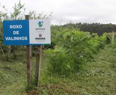 IDR-Paraná - Lapa