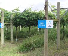 IDR-Paraná Lapa