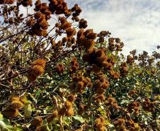 Apoio do Estado e cooperativismo ajudam a promover agricultura orgânica no Paraná