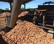 Colheita da mandioca avança e qualidade do produto melhora no Paraná