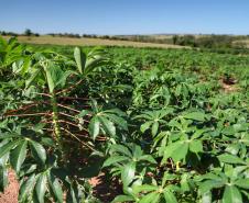 Colheita da mandioca avança e qualidade do produto melhora no Paraná