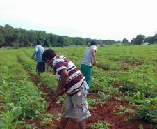 Renda Agricultor Familiar investe R$ 18 milhões para melhorar vida dos paranaenses do campo