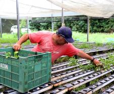 Renda Agricultor Familiar
