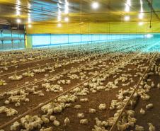 VBP Agropecuário do Paraná cresce 41%  em 2021 e alcança R$ 180,4 bilhões
