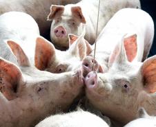 VBP Agropecuário do Paraná cresce 41%  em 2021 e alcança R$ 180,4 bilhões