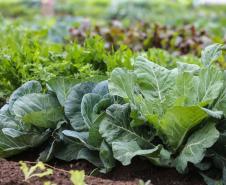 Paraná fortalece segurança alimentar com apoio a produtores e atenção a vulneráveis