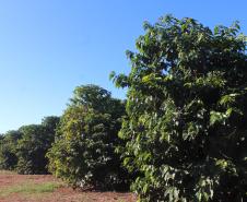 Cooperação, assistência técnica e sucessão familiar fortalecem a cafeicultura do Paraná