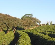 Cooperação, assistência técnica e sucessão familiar fortalecem a cafeicultura do Paraná