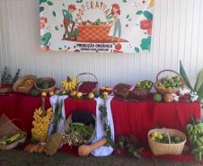 Com apoio do Estado, produtores de Nova Tebas investem para produzir polpa de frutas