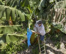 Apesar do ânimo trazido pelas chuvas, a queda dos preços preocupa os triticultores. Em maio o preço médio recebido por uma saca de trigo foi de R$69,01, valor 30% inferior ao registrado no mesmo mês de 2022 (R$98,60). Esse valor também é inferior ao necessário para produzir estes mesmos 60kg de trigo, conforme os dados referentes a maio divulgados pelo DERAL. Os custos variáveis de trigo estão estimados em R$73,21 por saca, um valor 29% inferior ao estimado em maio de 2022 (R$103,69). A retração é justifica