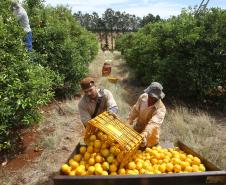 Valor Bruto da Produção Agropecuária do Paraná cresce 6% em 2022 e alcança R$ 191 bilhões