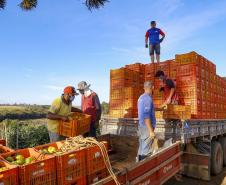 Valor Bruto da Produção Agropecuária do Paraná cresce 6% em 2022 e alcança R$ 191 bilhões