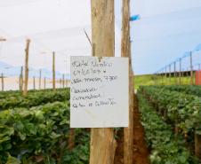 Com Indicação Geográfica, morango do Norte Pioneiro impulsiona renda de produtores