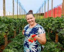 Com Indicação Geográfica, morango do Norte Pioneiro impulsiona renda de produtores