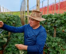 Com Indicação Geográfica, morango do Norte Pioneiro impulsiona renda de produtores