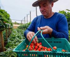 Com Indicação Geográfica, morango do Norte Pioneiro impulsiona renda de produtores