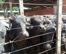 Boletim Agropecuário destaca bubalinocultura no Paraná 