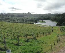 Revitalização da vitivinicultura paranaense é ressaltada em evento internacional