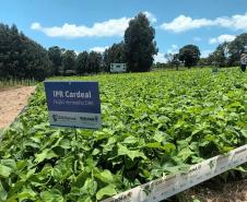 Com foco no mercado internacional, nova cultivar de feijão IPR Cardeal é lançada em Pato Branco