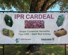 Com foco no mercado internacional, nova cultivar de feijão IPR Cardeal é lançada em Pato Branco