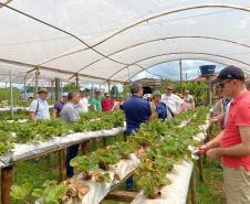 Turismo rural técnico-científico do Paraná atrai visitantes estrangeiros