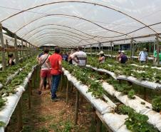 Turismo rural técnico-científico do Paraná atrai visitantes estrangeiros