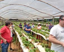 Turismo rural técnico-científico do Paraná atrai visitantes estrangeiros