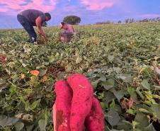 Agricultores familiares de Paiçandu inovam com produção de farofa de batata-doce