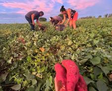 Agricultores familiares de Paiçandu inovam com produção de farofa de batata-doce