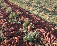 Agricultores familiares de Paiçandu inovam com produção de farofa de batata-doce