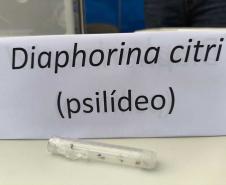 Adapar leva à ExpoLondrina 2024 programação sobre combate ao greening e biosseguridade na avicultura