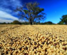 Paraná pode produzir até 750 mil sacas de café em 172 municípios em 2024, aponta boletim