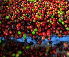 Paraná pode produzir até 750 mil sacas de café em 172 municípios em 2024, aponta boletim