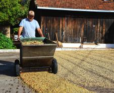 Paraná pode produzir até 750 mil sacas de café em 172 municípios em 2024, aponta boletim