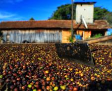 Paraná pode produzir até 750 mil sacas de café em 172 municípios em 2024, aponta boletim