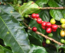 Paraná pode produzir até 750 mil sacas de café em 172 municípios em 2024, aponta boletim