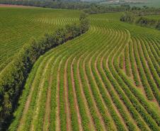 Paraná pode produzir até 750 mil sacas de café em 172 municípios em 2024, aponta boletim