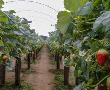 VBP Agropecuário do Paraná cresce 11% em 2023 e alcança R$ 197,8 bilhões