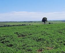Alimento típico em festas juninas, amendoim tem maior área plantada no Paraná em 12 anos     