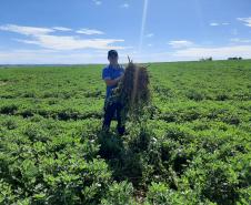 Alimento típico em festas juninas, amendoim tem maior área plantada no Paraná em 12 anos     