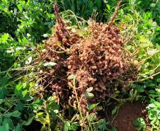 Alimento típico em festas juninas, amendoim tem maior área plantada no Paraná em 12 anos     
