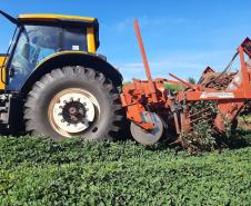 Alimento típico em festas juninas, amendoim tem maior área plantada no Paraná em 12 anos     