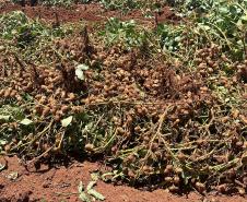 Alimento típico em festas juninas, amendoim tem maior área plantada no Paraná em 12 anos