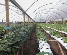 morango