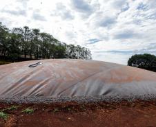 Produção de biogás a partir da suinocultura gera renda extra para produtores do Paraná