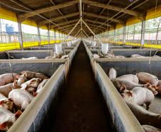 Produção de biogás a partir da suinocultura gera renda extra para produtores do Paraná