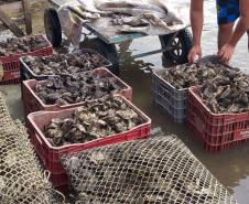 Comercialização de ostras e mexilhões está liberada em Guaratuba